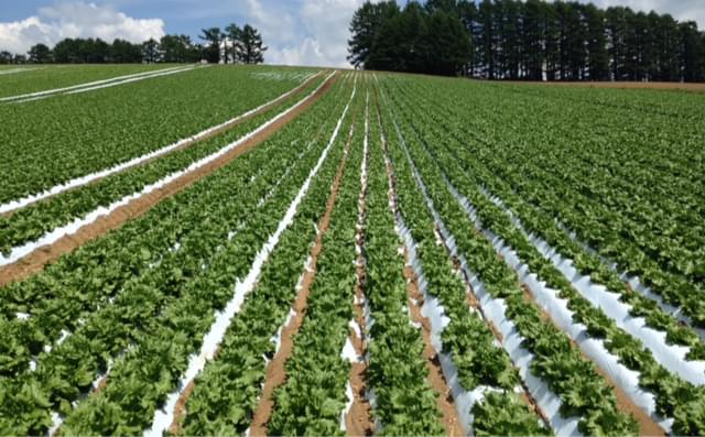 こかげマルチ®