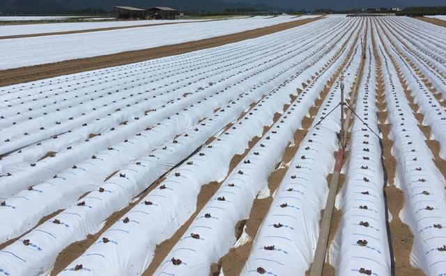 こかげマルチ®デラックス